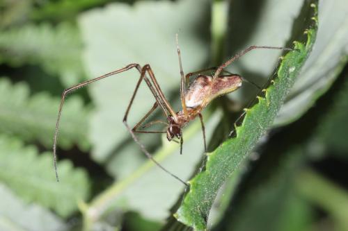 Réf. 299 113 : Tetragnatha nigrita